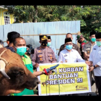 Penyerahan Sapi Qurban  Presiden RI. Kepada  Pengurus Masjid Agung Luwu Palopo.