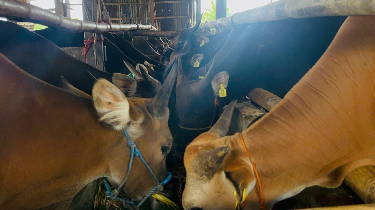 844 ekor sapi dan 54 ekor kambing dikurbangkan di pangkep