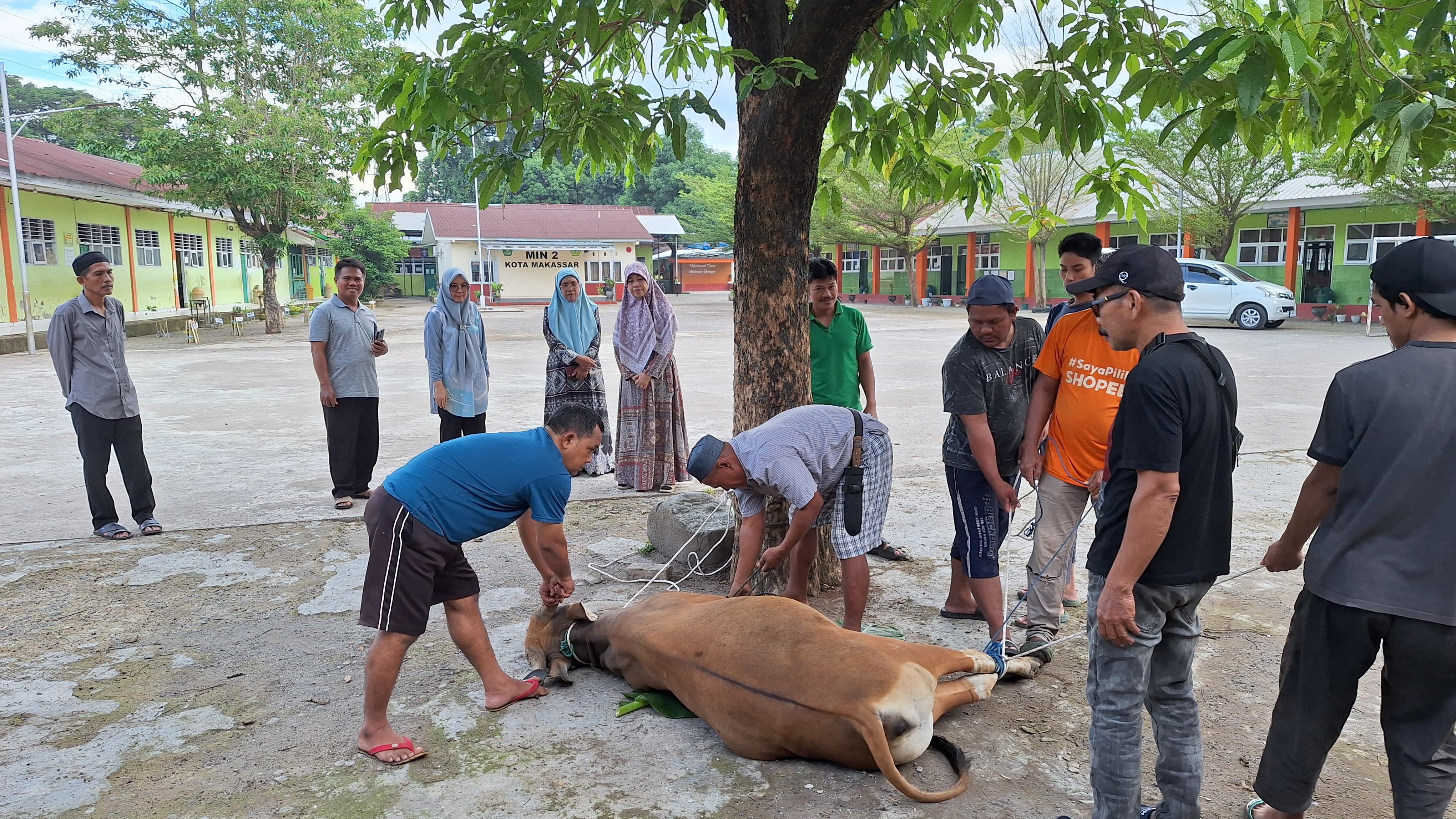 Saat pelaksanaan  penyembelihan sapi kurban