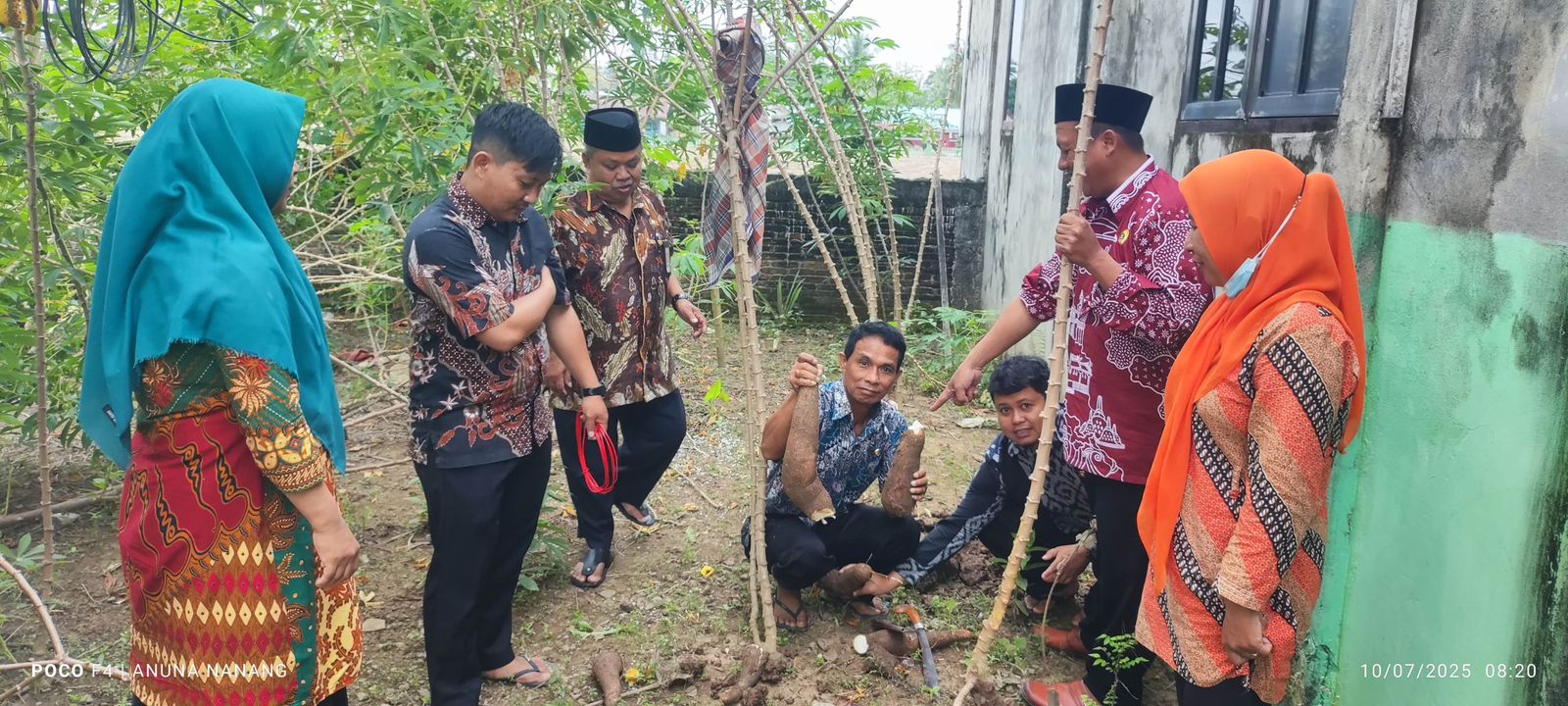 KUA Tiroang Panen Singkong, Wujudkan Ketahanan Pangan dan Lingkungan Hijau