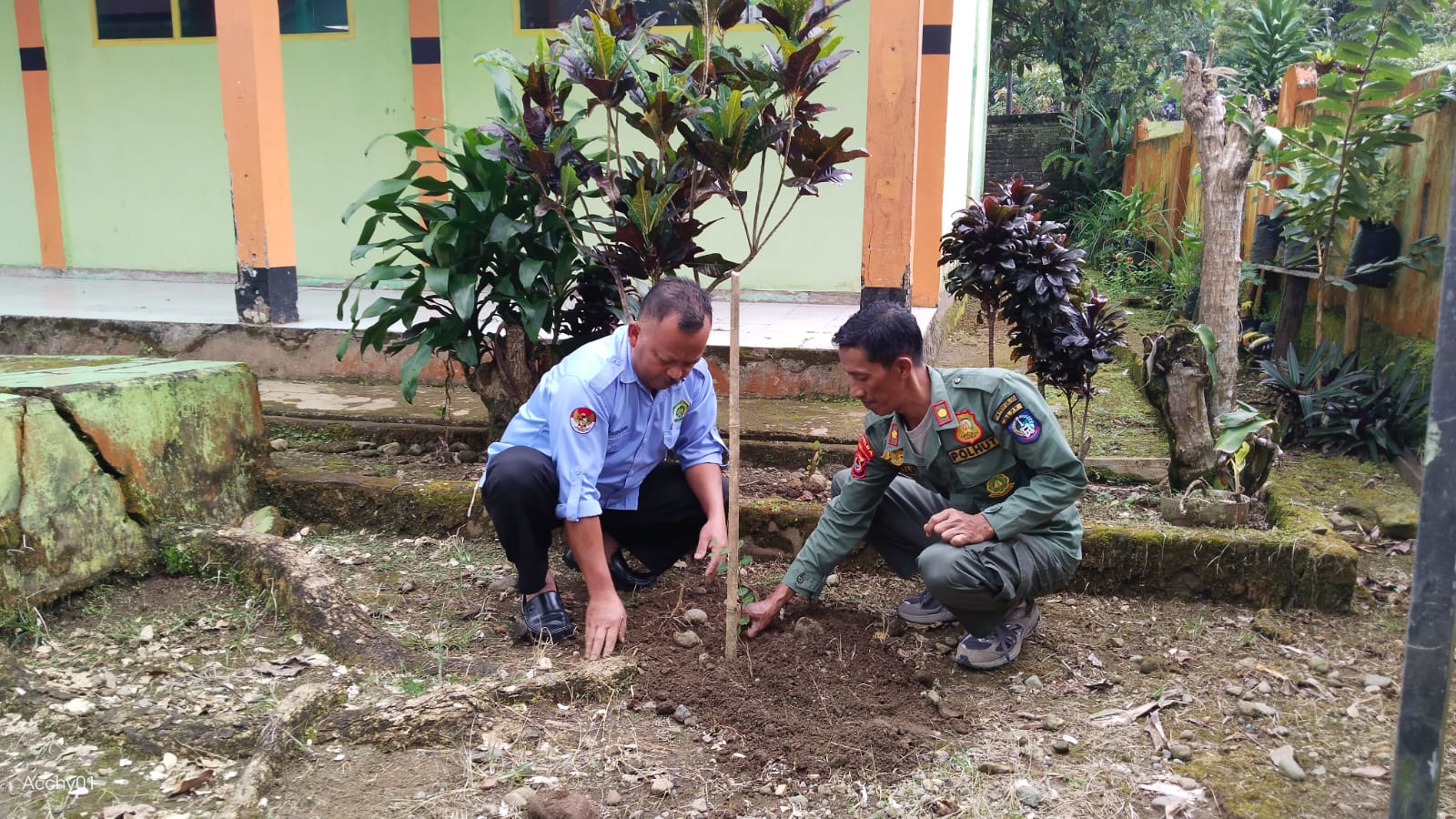 Kepala MTs Al Ikhwan Tanam Pohon Ketapang Mini