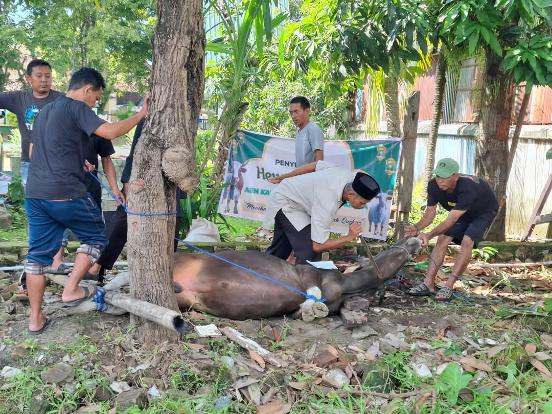 Proses npenyemebelihan Hewan Qurban di Jajajaran Kemenag Sinjai