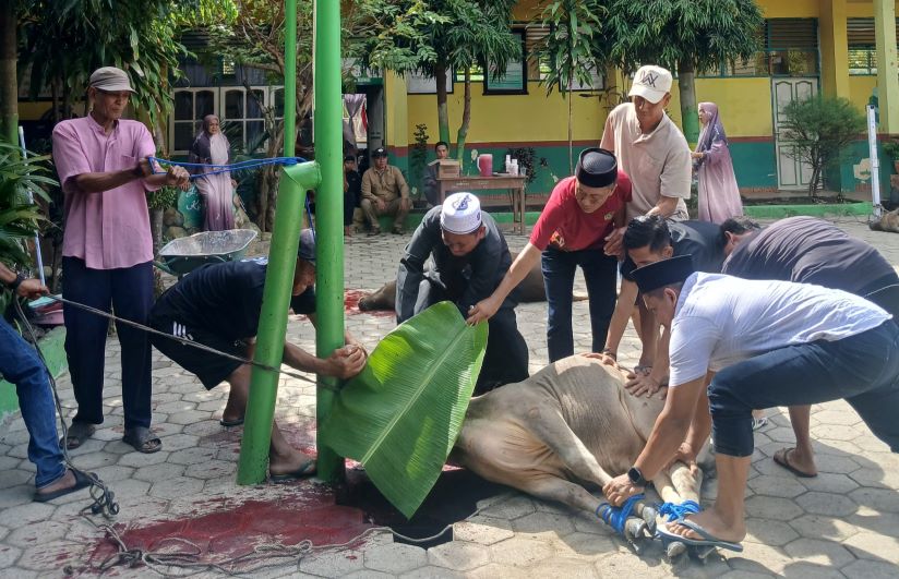 Proses Penyembelihan Hewan Qurban Di MIN 1 Bone