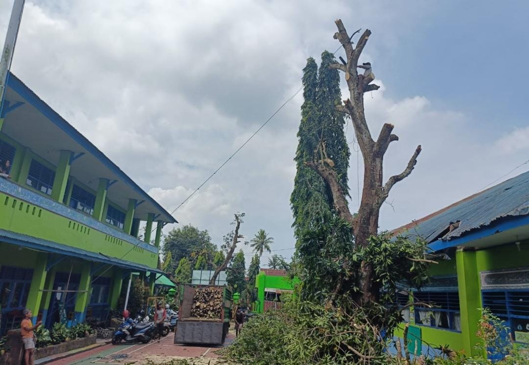 Suasana penebangan pohon