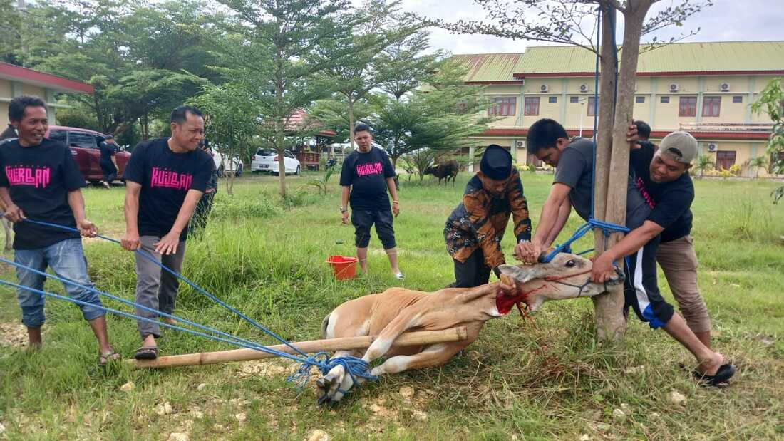 eksekusi sapi Kurban pondok pesantren Al Ikhlas Ujung Bone