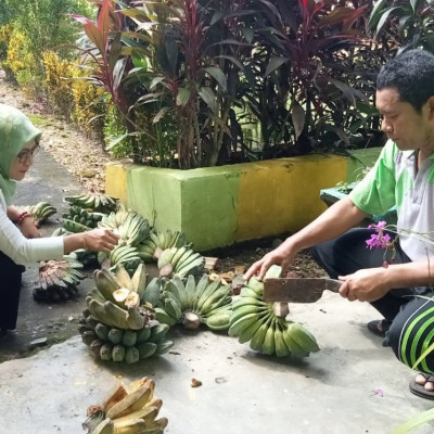 Nikmati Hasil Kebun Pisang, Salah Satu Pengembangan Usaha MTs Guppi Lembanna