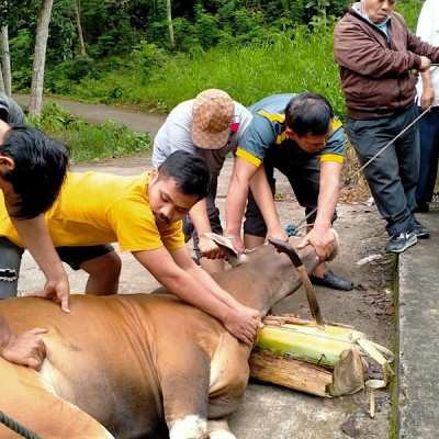 Pegawai Sembelih 2 Ekor Sapi Pada Hari Tasyrik