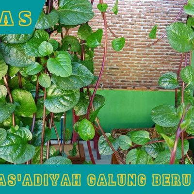 Tak Hanya Mengaji, Ponpes As’adiyah Galung Beru Bekali Santri Budidaya Obat Herbal