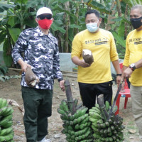 Kakan Kemenag Bone Panen Raya Di Kebun Pengantin