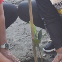 Kakankemenag Sinjai Bersama Peserta Harkopnas Tanam Pohon Mangrove di Pantai Mallenreng